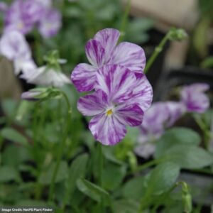 Pansy (Viola) Rebecca flowers