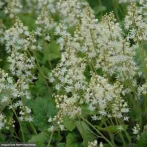 Foamflower (Tiarella) – Brandywine – #1 Container