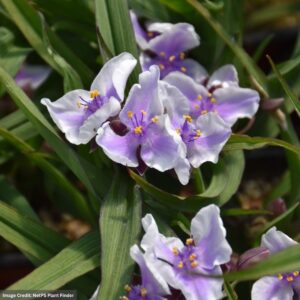 Spiderwort (Tradescantia) Bilberry Ice Flowers closeup