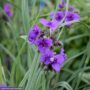 Spiderwort (Trandescantia) Concord Grape Flowers closeup