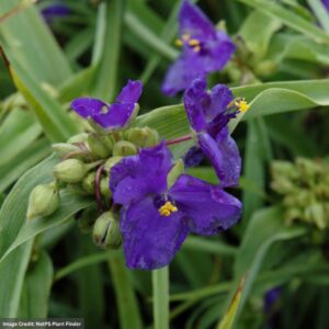 Spiderwort (Tradescantia) Zwanenburg Blue flowers closeup