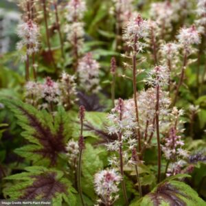 Foamflower (Tiarella) Sugar And Spice flowers closeup