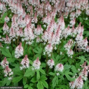 Foamflower (Tiarella) Spring Symphony flowers closeup