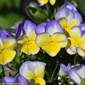 Viola (Pansy) Halo Lemon Frost flowers