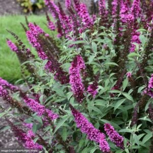Butterfly Bush – Buzz™ Hot Raspberry – QT Container