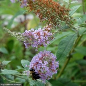 Butterfly Bush – Lochinch – #3 Container