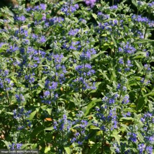 Caryopteris – Beekeeper™ – #2 Container