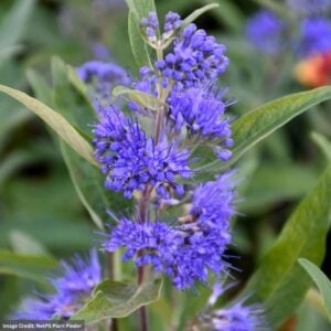 Caryopteris – Sapphire Surf – #3 Container
