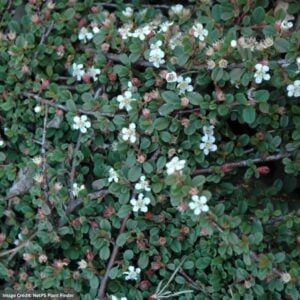 Cotoneaster – Strieb Findling – #3 Container
