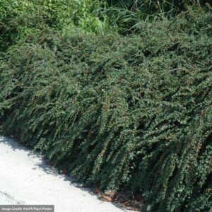 Cotoneaster – Tom Thumb – #3 Container