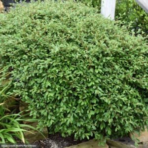 Cotoneaster – Scarlet Leader – #3 Container
