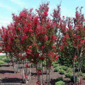Crapemyrtle – Red Rocket – #3 Container