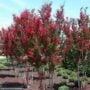Crapemyrtle – Red Rocket – #3 Container