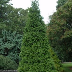 Cedar – Western Red Green Giant – #20 Container