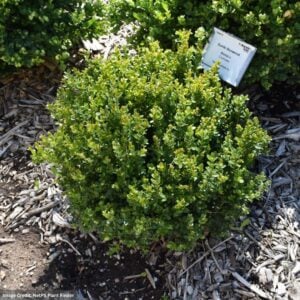 Boxwood – Little Missy – #3 Container