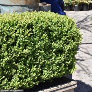 Boxwood – Green Mountain – #1 Container
