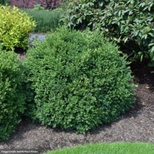 Boxwood – Green Velvet – #1 Container