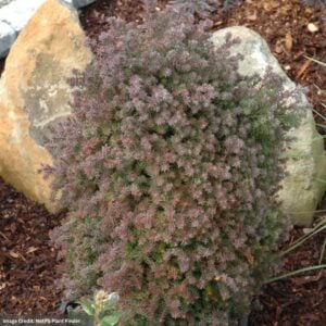 Cedar – Atlantic White Red Star – #7 Container