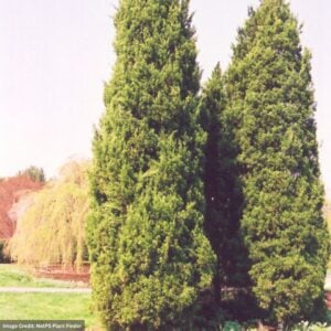 Cedar – Eastern Red – #5 Container