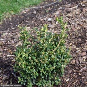 Boxwood – NewGen® Independence® – 8″ Pot