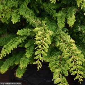 Falsecypress – Hinoki Fernspray Gold – #3 Container