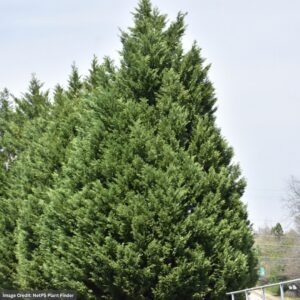Cypress – Leyland – 5-6ft – #10 Container