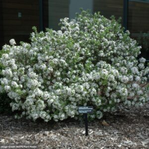 Daphne – Carol Mackie – 21″ – #6 Container