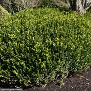 Boxwood – Green Beauty – 15-18″ – #5 Container