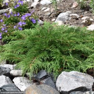 Cypress – Siberian Celtic Pride® – #3 Container
