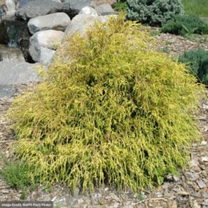 Falsecypress – King’s Gold – #3 Container