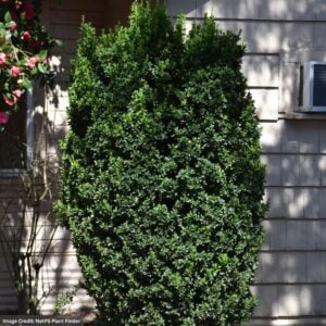 Euonymus – Green Spire – 18-24″ – #5 Container