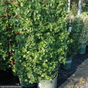 Euonymus – Manhattan – #5 Container