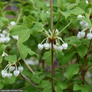 Enkianthus – White – #3 Container