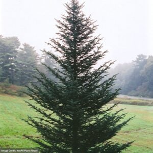 Fir – Fraser – 6-7ft – B&B