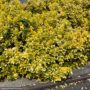 Euonymus – Golden – #1 Container