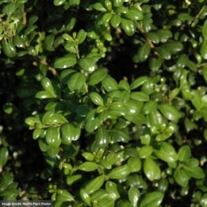 Holly – Japanese Chesapeake – 3.5-4ft – #15 Container