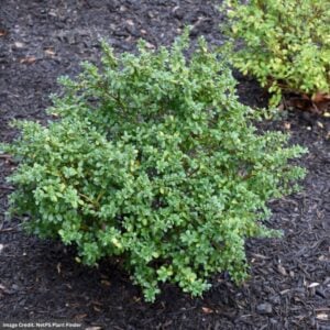 Holly – Japanese Green Lustre – #5 Container