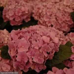 Hydrangea Macrophylla – Early Sensation – #5 Container