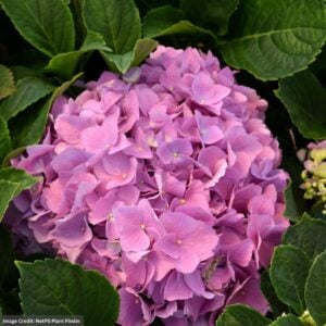 Hydrangea Macrophylla – LA Dreamin’® – #3 Container