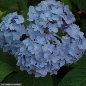 Hydrangea Macrophylla – Nikko Blue – #5 Container
