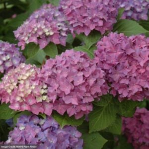 Hydrangea Macrophylla – Pia – #3 Container