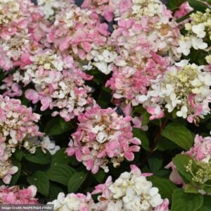Hydrangea Paniculata – Fire Light Tidbit – #5 Container
