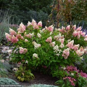 Hydrangea Paniculata – Pinky Winky – #3 Container