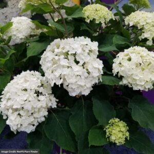 Hydrangea Arborescens – Flowerfull® Smooth – #3 Container