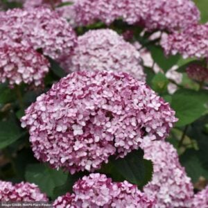 Hydrangea Arborescens – Incrediball® Blush Smooth – #5 Container