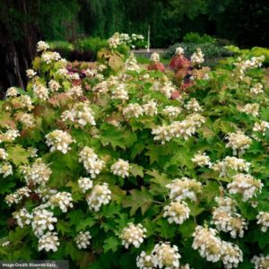 Hydrangea Quercifolia – Oak Leaf Toy Soldier – #3 Container