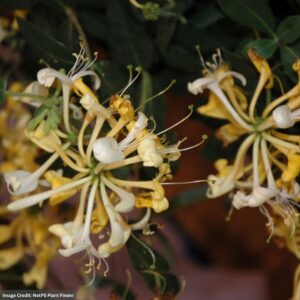 Honeysuckle – Scentsation – #3 Container