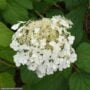 Hydrangea Arborescens – Haas Halo – #2 Container