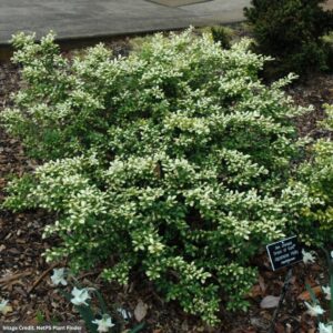 Holly – Japanese Drops Of Gold – #2 Container