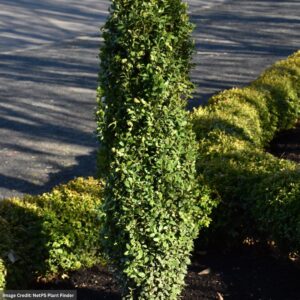 Holly – Japanese Straight & Narrow – #10 Container